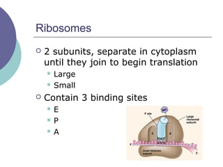 Ribosomes
 2 subunits, separate in cytoplasm
until they join to begin translation
 Large
 Small
 Contain 3 binding sites
 E
 P
 A
 
