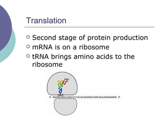 Translation
 Second stage of protein production
 mRNA is on a ribosome
 tRNA brings amino acids to the
ribosome
 