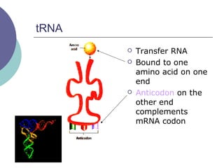 tRNA
 Transfer RNA
 Bound to one
amino acid on one
end
 Anticodon on the
other end
complements
mRNA codon
 