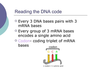 Reading the DNA code
 Every 3 DNA bases pairs with 3
mRNA bases
 Every group of 3 mRNA bases
encodes a single amino acid
 Codon- coding triplet of mRNA
bases
 