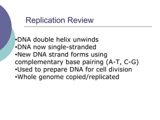 Replication Review
•DNA double helix unwinds
•DNA now single-stranded
•New DNA strand forms using
complementary base pairing (A-T, C-G)
•Used to prepare DNA for cell division
•Whole genome copied/replicated
 