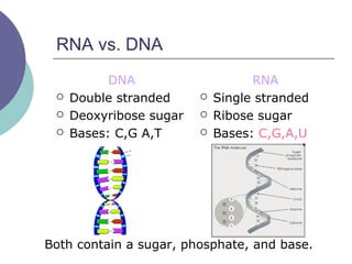 RNA vs. DNA
DNA
 Double stranded
 Deoxyribose sugar
 Bases: C,G A,T
RNA
 Single stranded
 Ribose sugar
 Bases: C,G,A,U
Both contain a sugar, phosphate, and base.
 