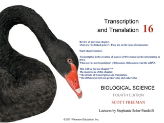 © 2011 Pearson Education, Inc.
Lectures by Stephanie Scher Pandolfi
BIOLOGICAL SCIENCE
FOURTH EDITION
SCOTT FREEMAN
16
Transcription
and Translation
Review of previous chapter-
what are two linked genes? ; They are on the same chromosome
Start chapter lecture -
Transcription is the creation of a piece of RNA based on the information in
DNA .
What carries out translation? ; Ribosomes. Ribosomes read the mRNA
This will be the last chapter***
The main focus of this chapter-
•The details of transcription and translation.
•The differences between prokaryotes and eukaryotes
 