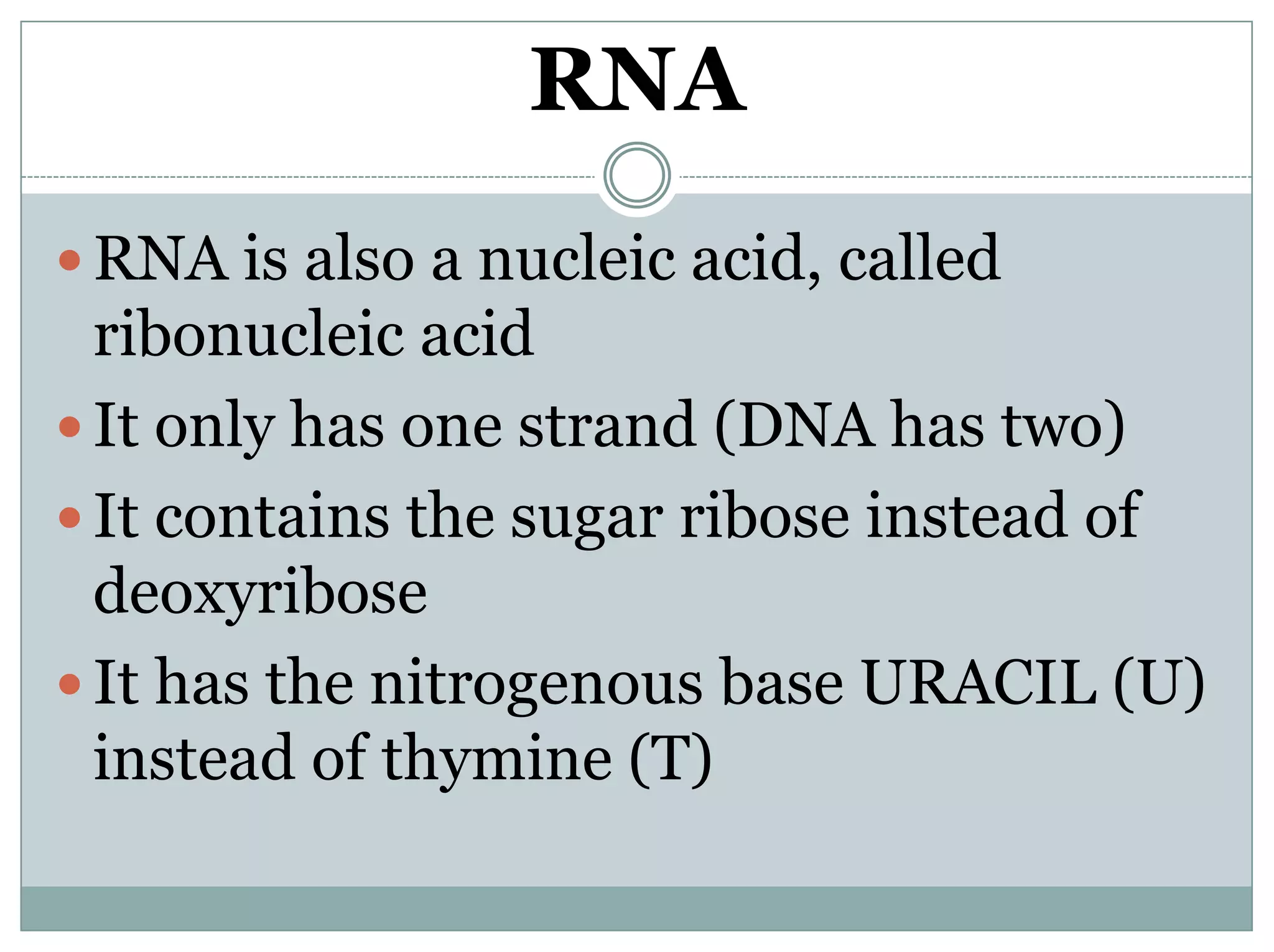 RNA
 RNA is also a nucleic acid, called
ribonucleic acid
 It only has one strand (DNA has two)
 It contains the sugar ribose instead of
deoxyribose
 It has the nitrogenous base URACIL (U)
instead of thymine (T)
 