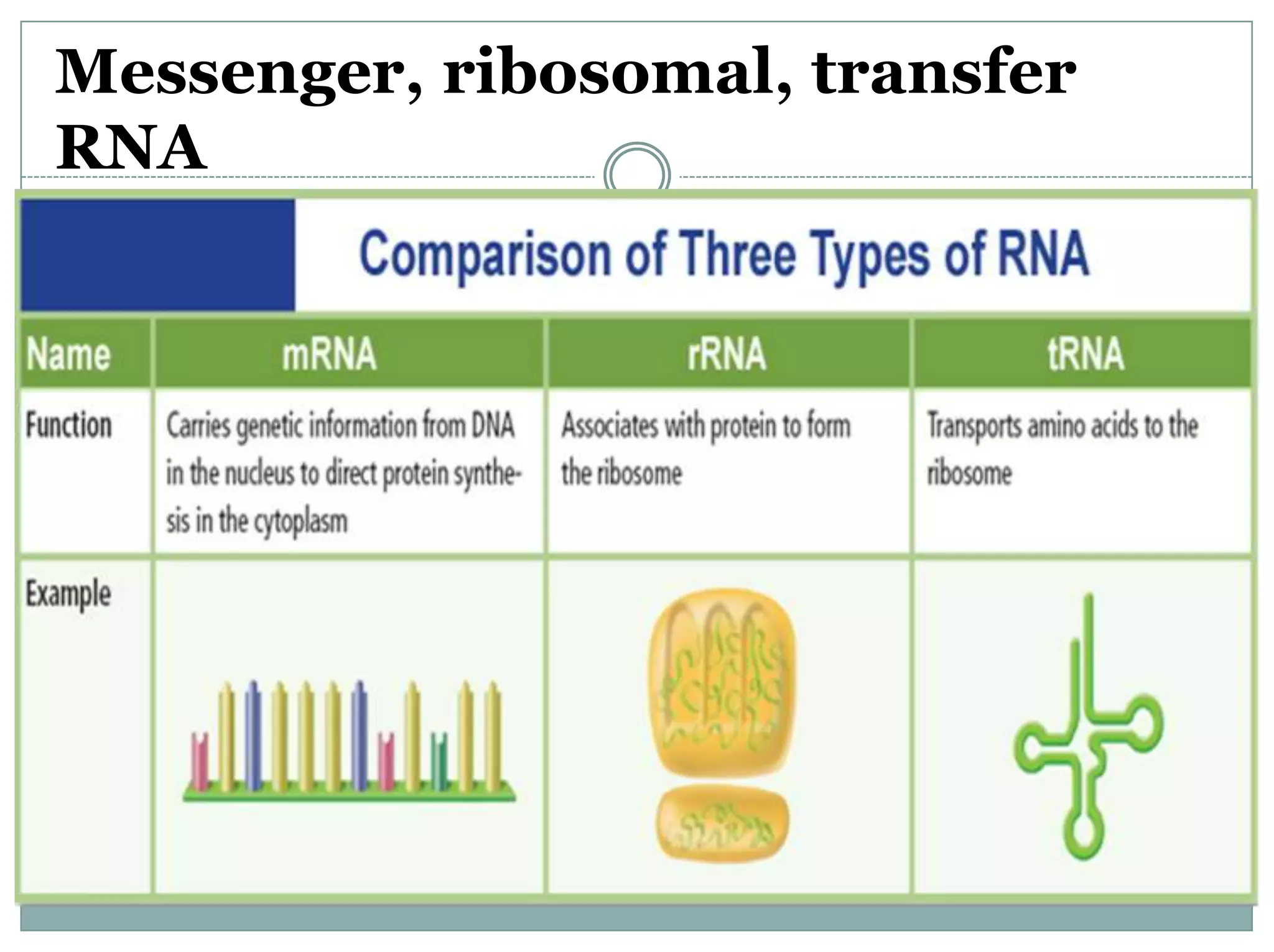 Messenger, ribosomal, transfer
RNA
 