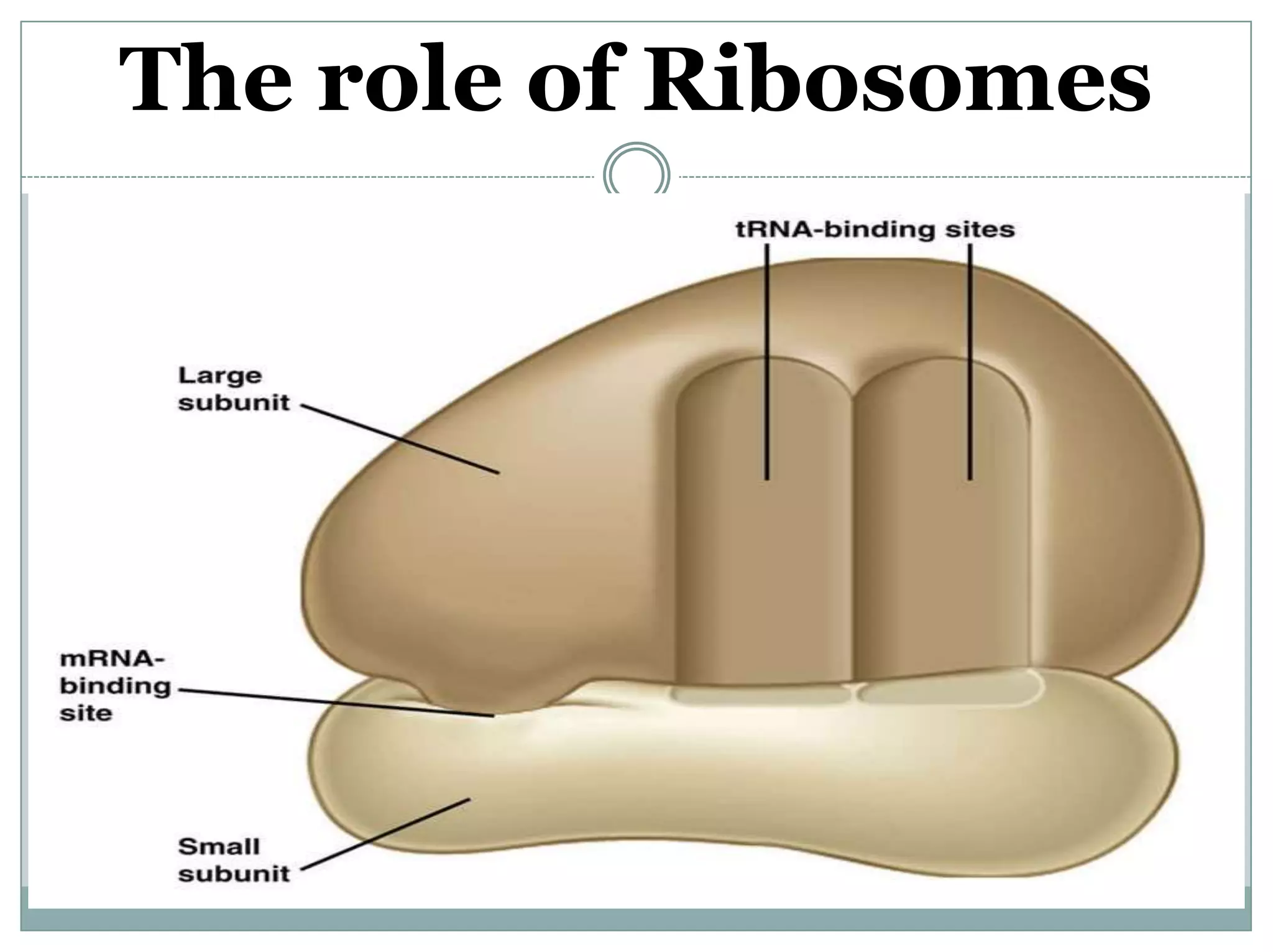 The role of Ribosomes
 