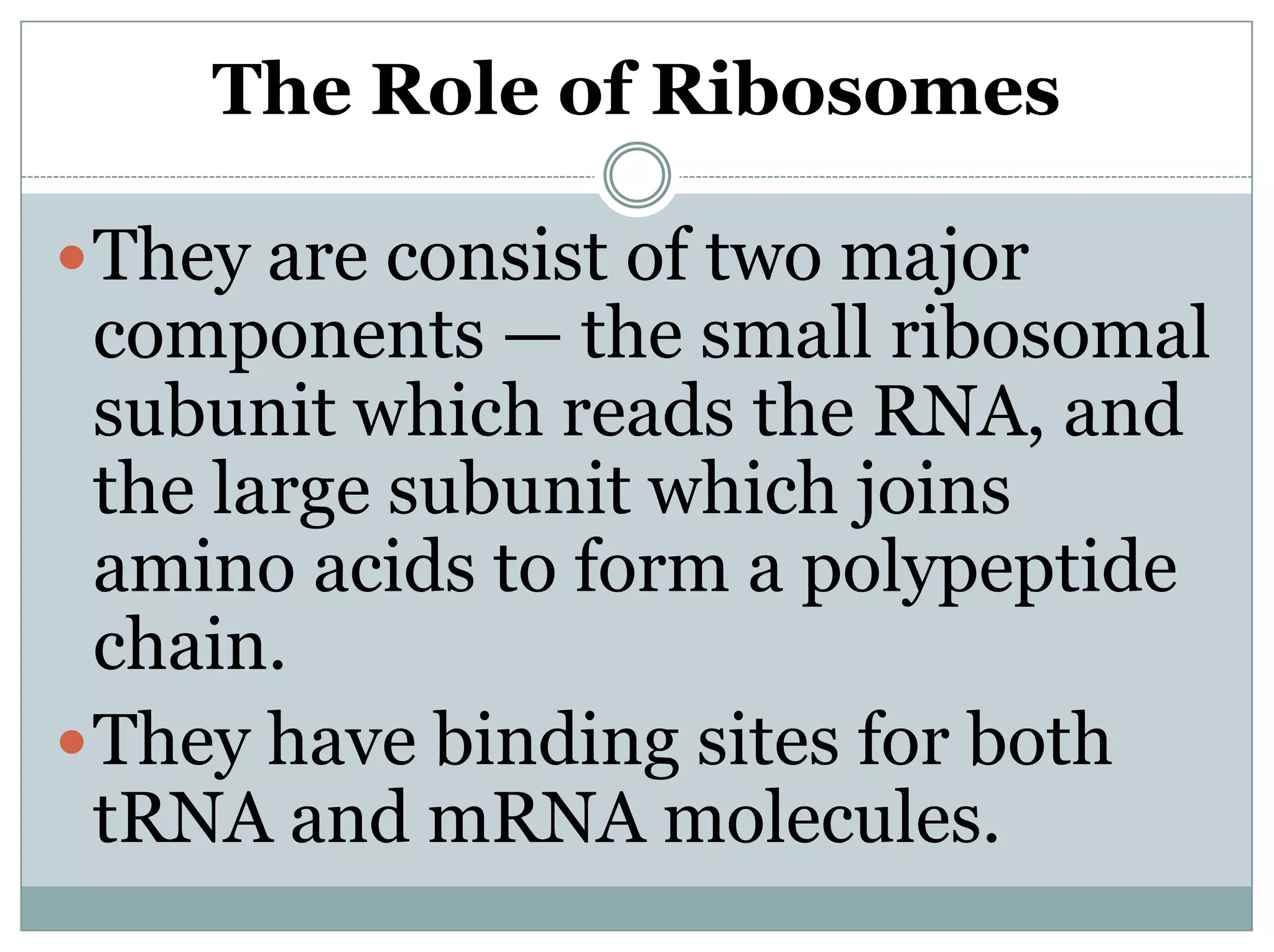 The Role of Ribosomes
They are consist of two major
components — the small ribosomal
subunit which reads the RNA, and
the large subunit which joins
amino acids to form a polypeptide
chain.
They have binding sites for both
tRNA and mRNA molecules.
 