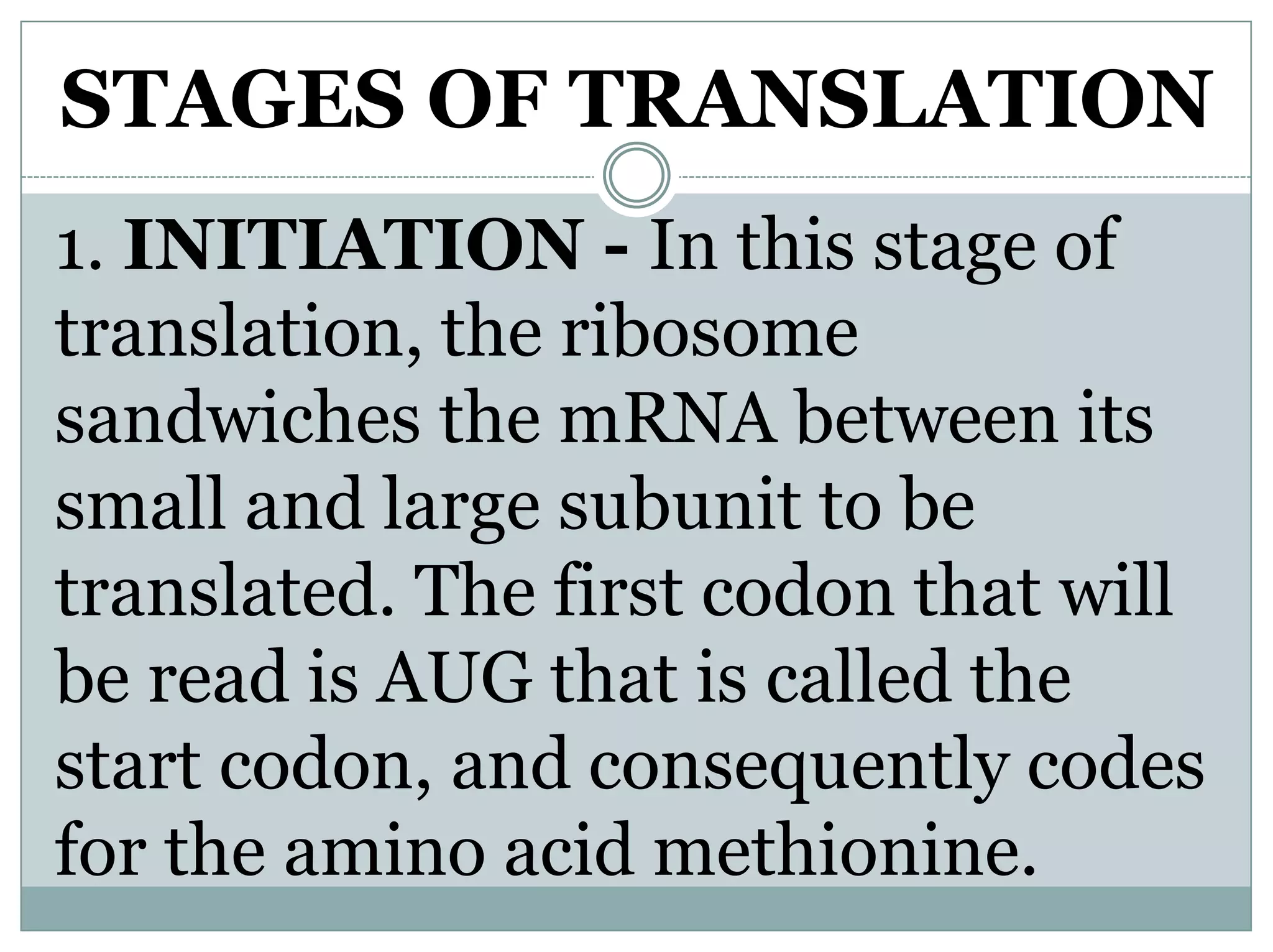 STAGES OF TRANSLATION
1. INITIATION - In this stage of
translation, the ribosome
sandwiches the mRNA between its
small and large subunit to be
translated. The first codon that will
be read is AUG that is called the
start codon, and consequently codes
for the amino acid methionine.
 