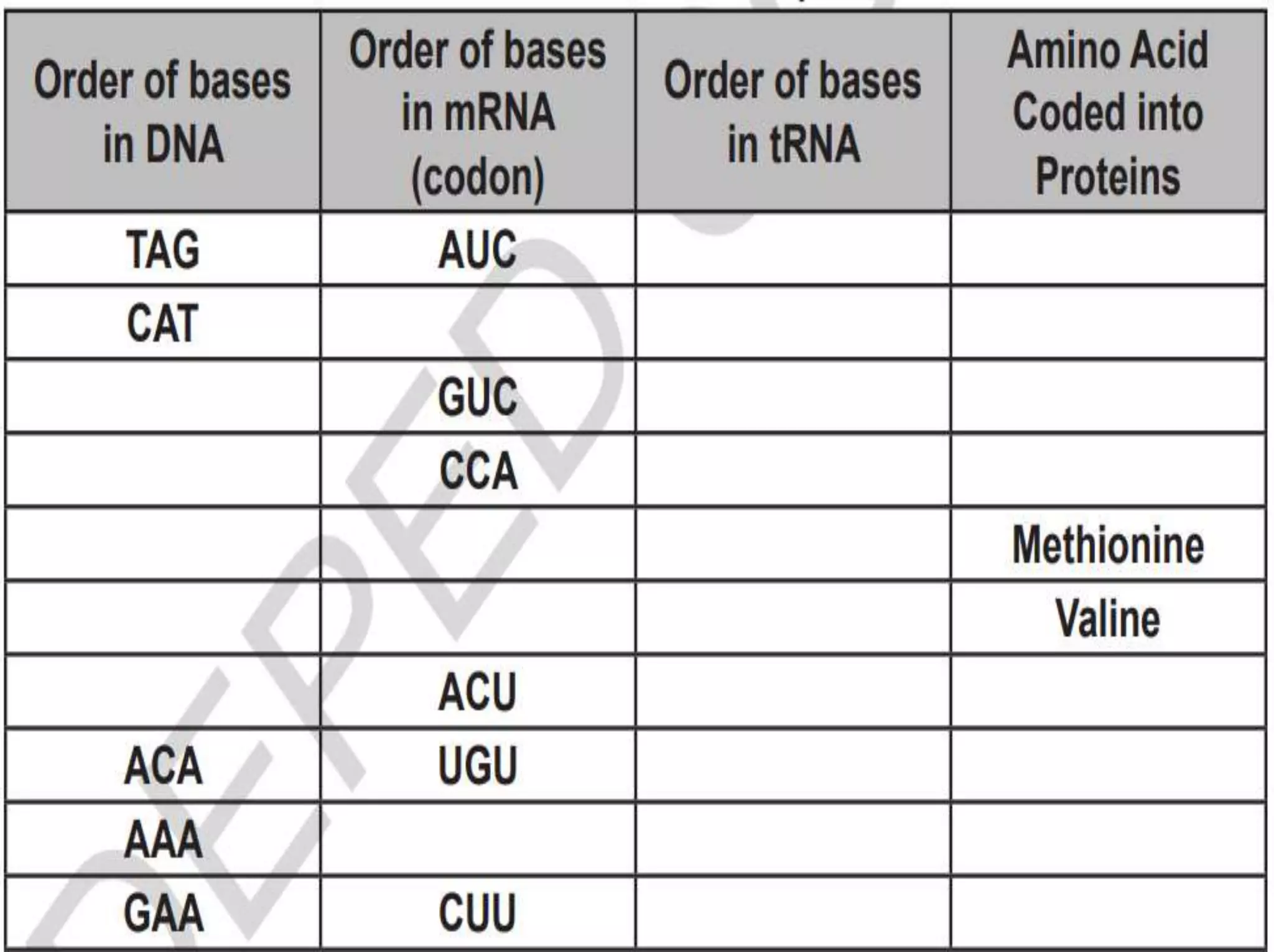 Transcription and Translation part 2.ppt