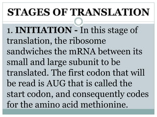 Transcription and Translation part 2.ppt