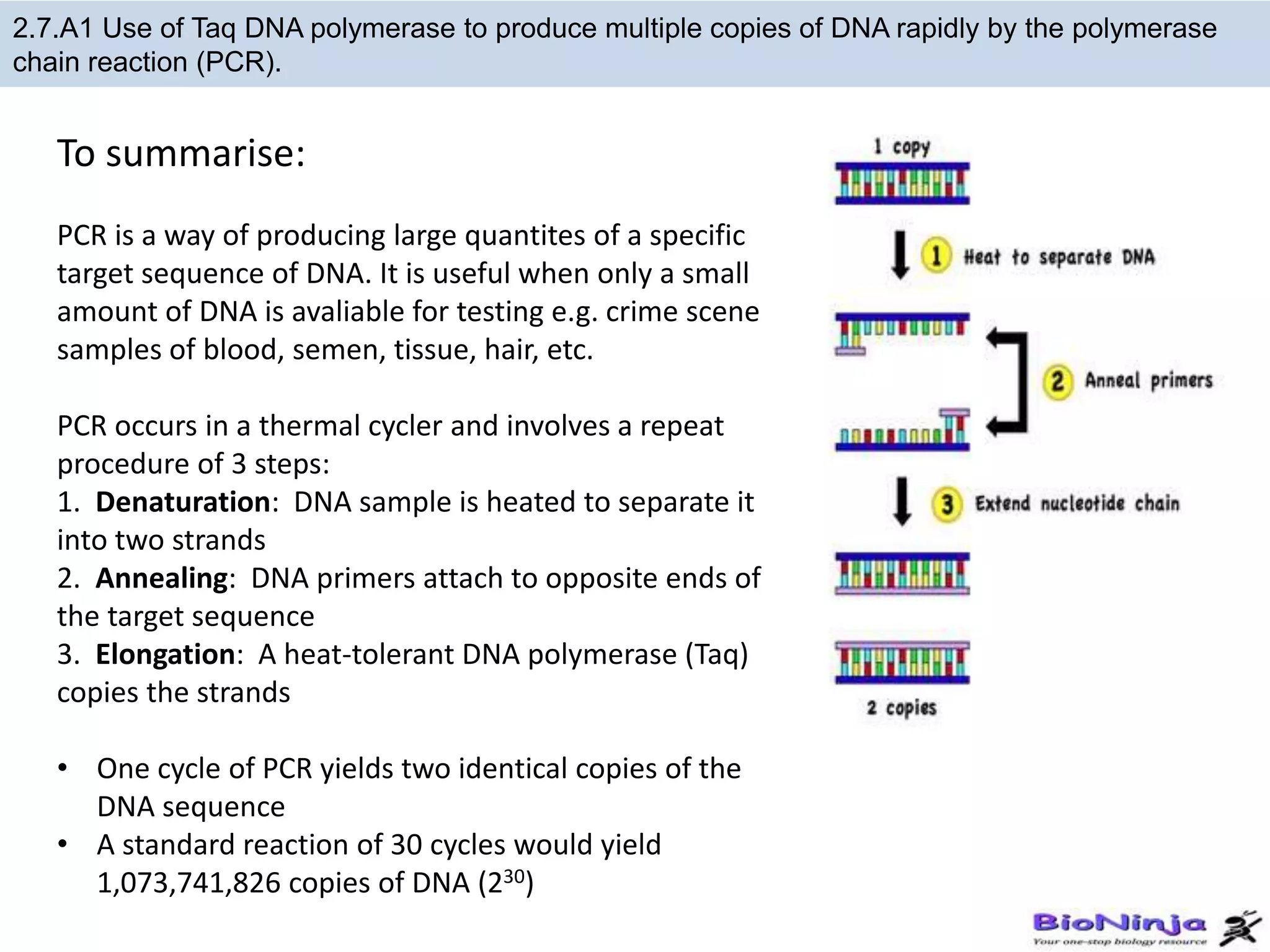 transcription and translation ppt 16.pptx