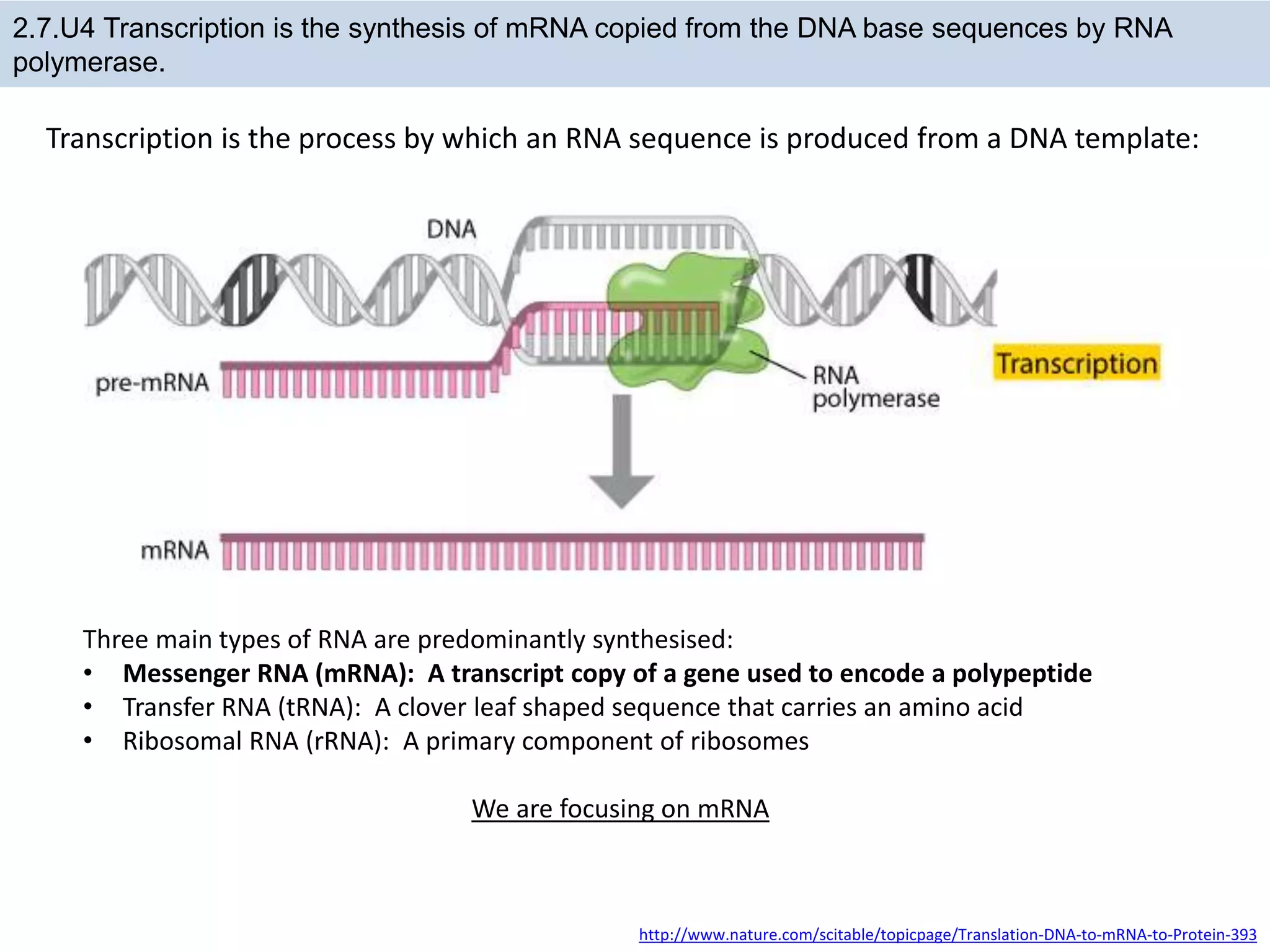 Translation Base Images transcription and translation ppt 16.pptx