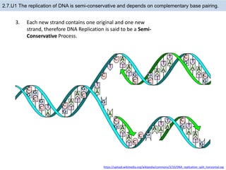 Horizontal Replication transcription and translation ppt 16.pptx