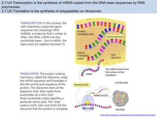 Translation Base Images transcription and translation ppt 16.pptx
