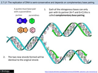 transcription and translation ppt 16.pptx