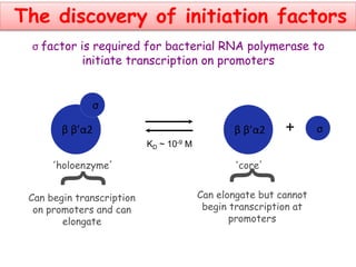 ‘holoenzyme’
β β’α2
KD ~ 10-9 M
β β’α2 +
‘core’
}
Can begin transcription
on promoters and can
elongate
}
Can elongate but cannot
begin transcription at
promoters
σ factor is required for bacterial RNA polymerase to
initiate transcription on promoters
The discovery of initiation factors
σ
σ
 