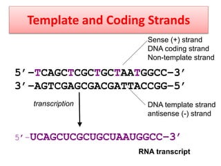 Template and Coding Strands
5’–TCAGCTCGCTGCTAATGGCC–3’
3’–AGTCGAGCGACGATTACCGG–5’
5’–UCAGCUCGCUGCUAAUGGCC–3’
Sense (+) strand
DNA coding strand
Non-template strand
DNA template strand
antisense (-) strand
RNA transcript
transcription
 