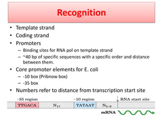 Recognition
• Template strand
• Coding strand
• Promoters
– Binding sites for RNA pol on template strand
– ~40 bp of specific sequences with a specific order and distance
between them.
• Core promoter elements for E. coli
– -10 box (Pribnow box)
– -35 box
• Numbers refer to distance from transcription start site
 