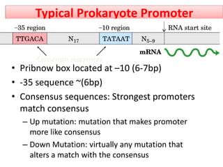 Typical Prokaryote Promoter
• Pribnow box located at –10 (6-7bp)
• -35 sequence ~(6bp)
• Consensus sequences: Strongest promoters
match consensus
– Up mutation: mutation that makes promoter
more like consensus
– Down Mutation: virtually any mutation that
alters a match with the consensus
Consensus sequences
 