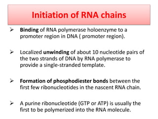 Initiation of RNA chains
 Binding of RNA polymerase holoenzyme to a
promoter region in DNA ( promoter region).
 Localized unwinding of about 10 nucleotide pairs of
the two strands of DNA by RNA polymerase to
provide a single-stranded template.
 Formation of phosphodiester bonds between the
first few ribonucleotides in the nascent RNA chain.
 A purine ribonucleotide (GTP or ATP) is usually the
first to be polymerized into the RNA molecule.
 