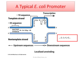 A Typical E. coli Promoter
© John Wiley & Sons, Inc.
..,-2,-1,+1,+2,..
 