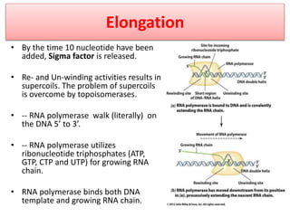Elongation
• By the time 10 nucleotide have been
added, Sigma factor is released.
• Re- and Un-winding activities results in
supercoils. The problem of supercoils
is overcome by topoisomerases.
• -- RNA polymerase walk (literally) on
the DNA 5’ to 3’.
• -- RNA polymerase utilizes
ribonucleotide triphosphates (ATP,
GTP, CTP and UTP) for growing RNA
chain.
• RNA polymerase binds both DNA
template and growing RNA chain.
 