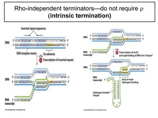 Rho-independent terminators—do not require 
intrinsic termination)
 