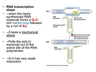 • RNA transcription
stops
• --when the newly
synthesized RNA
molecule forms a G-C-
rich hairpin loop followed
by a run of As.
• --Create a mechanical
stress
• --Pulls the poly-U
transcript out of the
active site of the RNA
polymerase.
• --A-U has very weak
interaction
 
