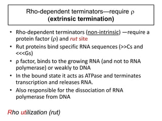 Rho-dependent terminators—require 
extrinsic termination)
• Rho-dependent terminators (non-intrinsic) —require a
protein factor () and rut site
• Rut proteins bind specific RNA sequences (>>Cs and
<<<Gs)
• ρ factor, binds to the growing RNA (and not to RNA
polymerase) or weakly to DNA
• In the bound state it acts as ATPase and terminates
transcription and releases RNA.
• Also responsible for the dissociation of RNA
polymerase from DNA
Rho utilization (rut)
 