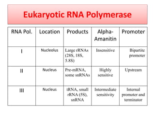 Eukaryotic RNA Polymerase
RNA Pol. Location Products Alpha-
Amanitin
Promoter
I Nucleolus Large rRNAs
(28S, 18S,
5.8S)
Insensitive Bipartite
promoter
II Nucleus Pre-mRNA,
some snRNAs
Highly
sensitive
Upstream
III Nucleus tRNA, small
rRNA (5S),
snRNA
Intermediate
sensitivity
Internal
promoter and
terminator
 