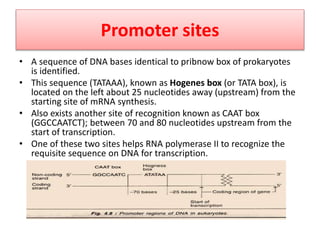 Promoter sites
• A sequence of DNA bases identical to pribnow box of prokaryotes
is identified.
• This sequence (TATAAA), known as Hogenes box (or TATA box), is
located on the left about 25 nucleotides away (upstream) from the
starting site of mRNA synthesis.
• Also exists another site of recognition known as CAAT box
(GGCCAATCT); between 70 and 80 nucleotides upstream from the
start of transcription.
• One of these two sites helps RNA polymerase II to recognize the
requisite sequence on DNA for transcription.
 