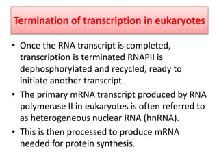 Termination of transcription in eukaryotes
• Once the RNA transcript is completed,
transcription is terminated RNAPII is
dephosphorylated and recycled, ready to
initiate another transcript.
• The primary mRNA transcript produced by RNA
polymerase II in eukaryotes is often referred to
as heterogeneous nuclear RNA (hnRNA).
• This is then processed to produce mRNA
needed for protein synthesis.
 