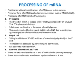 PROCESSING OF mRNA
• Post-transcriptional modifications of mRNA occur in the nucleus.
• Precursor form of mRNA is called as heterogeneous nuclear RNA (hnRNA).
• Processing of mRNA from hnRNA includes:
1. 5’ Capping
• The 5’ end of mRNA is capped with 7-methylguanosine by an unusual
5’→ 5’ triphosphate linkage.
• S-Adenosyl methionine is the donor of methyl group.
• This cap is required for increased stability of mRNA due to protection
against digestion of ribonucleosome by exonuclease.
2. Poly-A tail
• Tailing is addition of 20-250 residues of adenylate (poly-A tail) at the 3’
end.
• The reaction is catalyzed by polyadenylate polymerase.
• It is added to stabilize mRNA.
3. Removal of extra RNA at 3’ end
• There are extra-nucleotides at 3’ end of mRNA in the primary transcript.
• These extra-nucleotides are cleaved by ribonuclease at 3’ end.
 