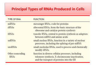 Principal Types of RNAs Produced in Cells
 