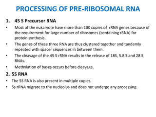 PROCESSING OF PRE-RIBOSOMAL RNA
1. 45 S Precursor RNA
• Most of the eukaryote have more than 100 copies of rRNA genes because of
the requirement for large number of ribosomes (containing rRNA) for
protein synthesis.
• The genes of these three RNA are thus clustered together and tandemly
repeated with spacer sequences in between them.
• The cleavage of the 45 S rRNA results in the release of 18S, 5.8 S and 28 S
RNAs.
• Methylation of bases occurs before cleavage.
2. 5S RNA
• The 5S RNA is also present in multiple copies.
• 5s rRNA migrate to the nucleolus and does not undergo any processing.
 