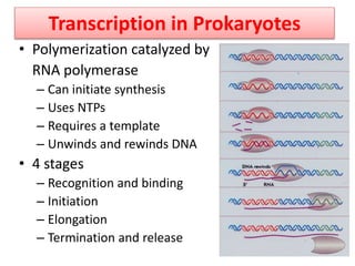Transcription in Prokaryotes
• Polymerization catalyzed by
RNA polymerase
– Can initiate synthesis
– Uses NTPs
– Requires a template
– Unwinds and rewinds DNA
• 4 stages
– Recognition and binding
– Initiation
– Elongation
– Termination and release
 