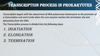 transcription biochemistry.pptx prokaryotes and eukaryotes | PPTX