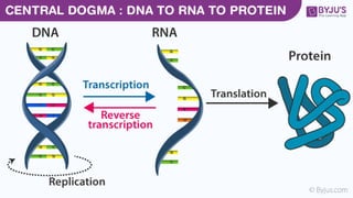 transcription biochemistry.pptx prokaryotes and eukaryotes | PPTX