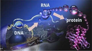 transcription biochemistry.pptx prokaryotes and eukaryotes | PPTX