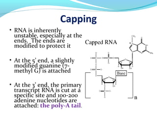 Capping
• RNA is inherently
unstable, especially at the
ends. The ends are
modified to protect it
• At the 5’ end, a slightly
modified guanine (7-
methyl G) is attached
• At the 3’ end, the primary
transcript RNA is cut at a
specific site and 100-200
adenine nucleotides are
attached: the poly-A tail.
 