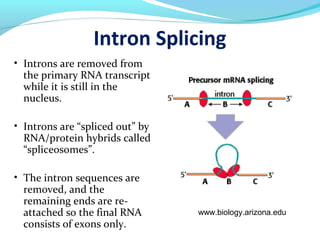 Intron Splicing
• Introns are removed from
the primary RNA transcript
while it is still in the
nucleus.
• Introns are “spliced out” by
RNA/protein hybrids called
“spliceosomes”.
• The intron sequences are
removed, and the
remaining ends are re-
attached so the final RNA
consists of exons only.
www.biology.arizona.edu
 