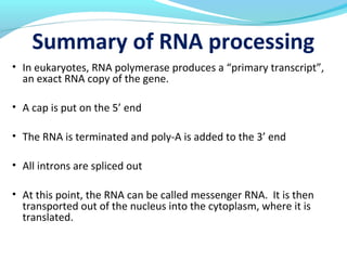 Summary of RNA processing
• In eukaryotes, RNA polymerase produces a “primary transcript”,
an exact RNA copy of the gene.
• A cap is put on the 5’ end
• The RNA is terminated and poly-A is added to the 3’ end
• All introns are spliced out
• At this point, the RNA can be called messenger RNA. It is then
transported out of the nucleus into the cytoplasm, where it is
translated.
 
