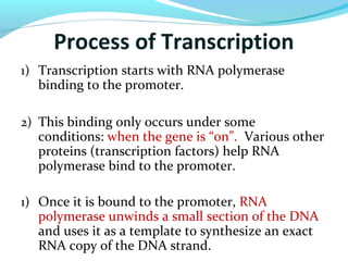 Process of Transcription
1) Transcription starts with RNA polymerase
binding to the promoter.
2) This binding only occurs under some
conditions: when the gene is “on”. Various other
proteins (transcription factors) help RNA
polymerase bind to the promoter.
1) Once it is bound to the promoter, RNA
polymerase unwinds a small section of the DNA
and uses it as a template to synthesize an exact
RNA copy of the DNA strand.
 