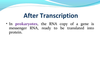 After Transcription
• In prokaryotes, the RNA copy of a gene is
messenger RNA, ready to be translated into
protein.
 