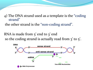 transcription