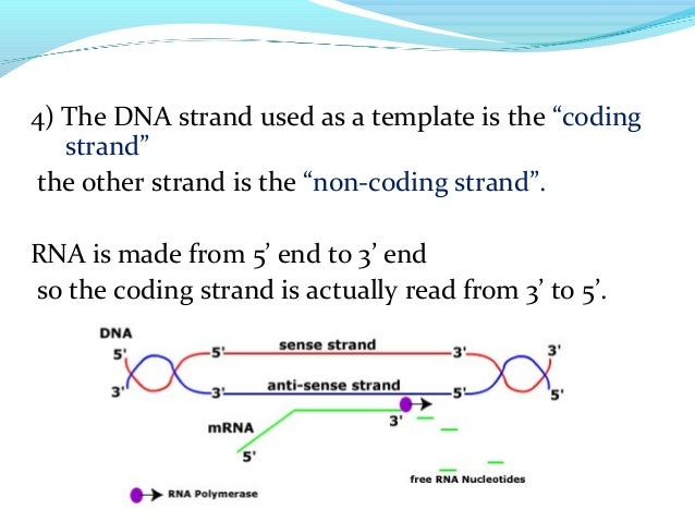 coding strand vs template strand transcription coding strand vs template strand transcription
