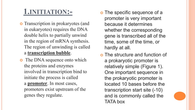 Transcription (Eukaryotic and prokaryotic ) | PPTX | Biological ...