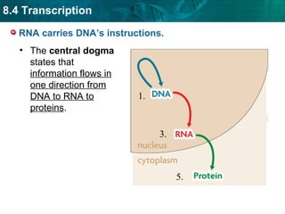 8.4 Transcription
RNA carries DNA’s instructions.
• The central dogma
states that
information flows in
one direction from
DNA to RNA to
proteins.

1.

3.

5.

 