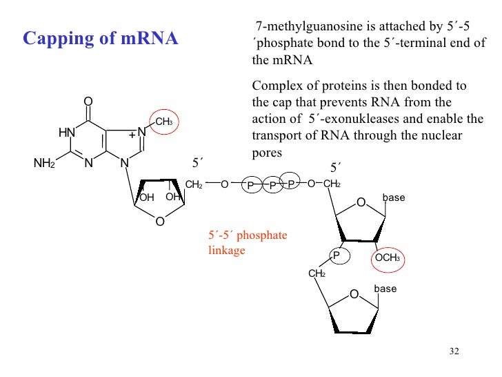 Transcription dna2011