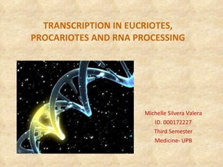 TRANSCRIPTION IN EUCRIOTES, PROCARIOTES AND RNA PROCESSING Michelle Silvera Valera ID. 000172227 Third Semester Medicine- UPB 
